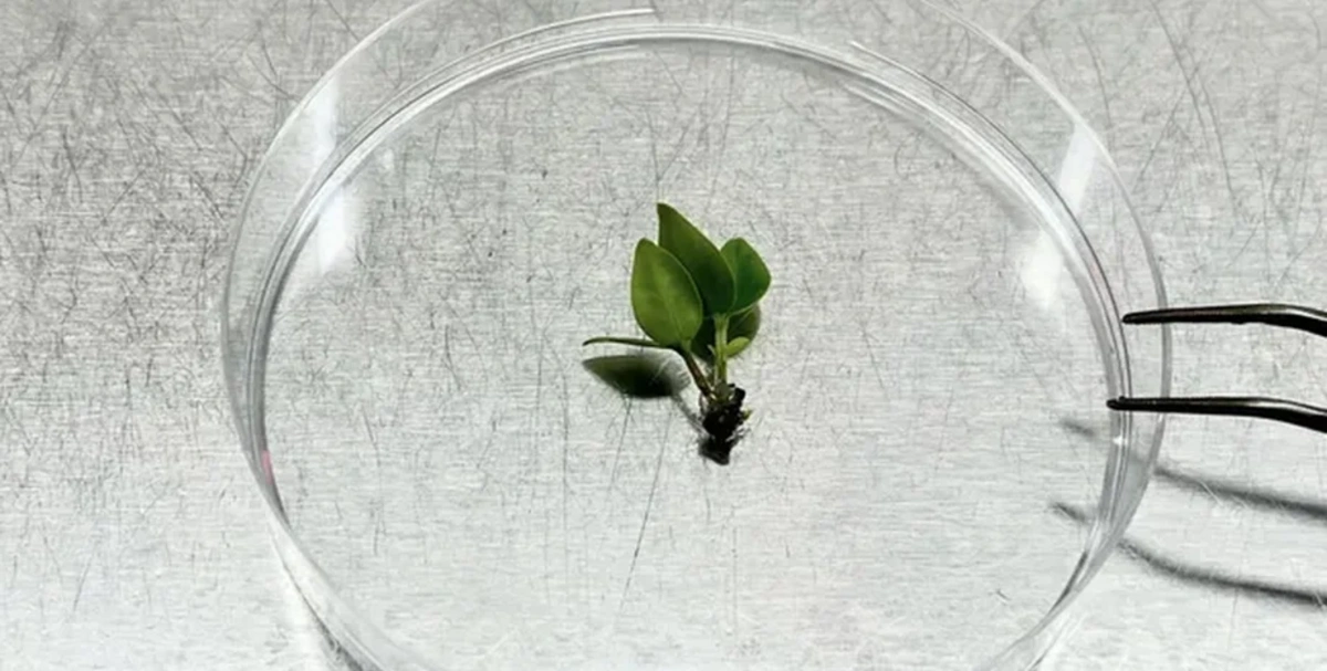 Alimlər nəsli kəsilməkdə olan ağacı xilas ETDİ