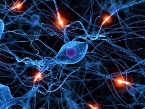 Alimlər yeni insan hüceyrəsi aşkar ediblər