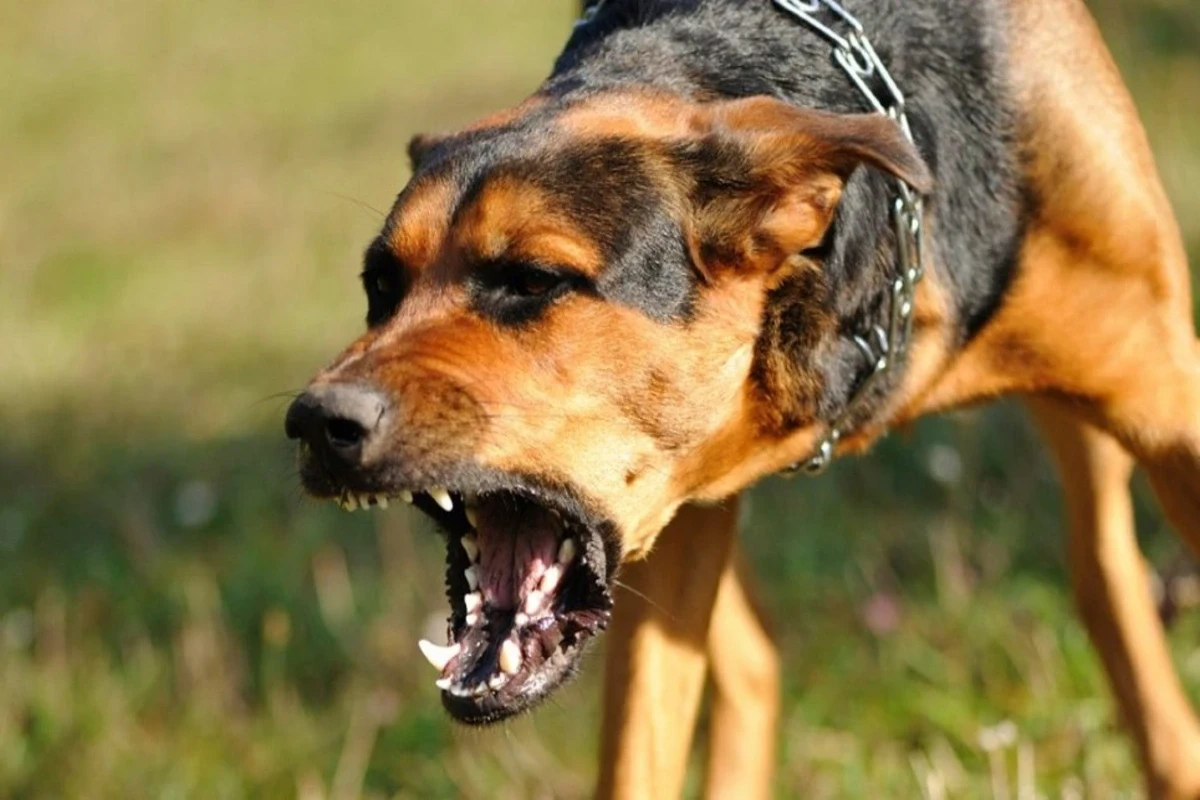 Bir ay əvvəl itin dişlədiyi məktəbli Bakıda xəstəxanada ölüb