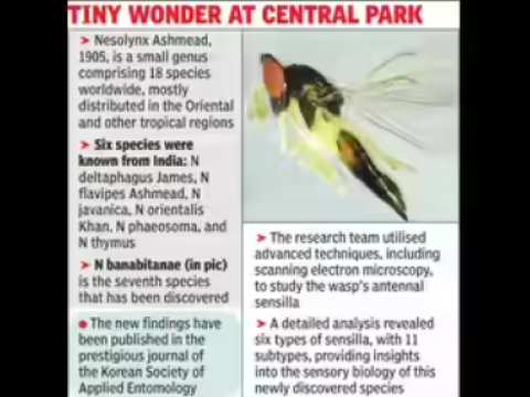 Hindistanda yeni arı növü kəşf edilib