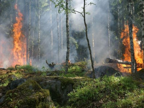 Meşə yanğınlarının insanlara təsiri düşündüyümüzdən daha təhlükəlidir