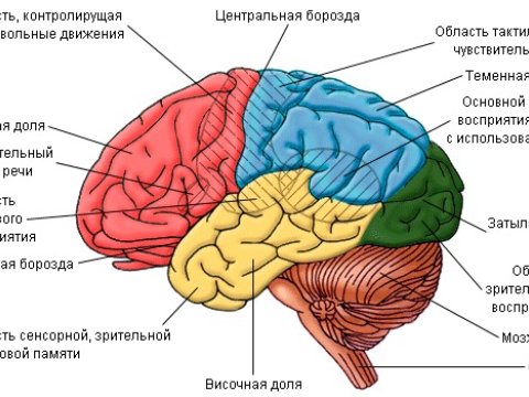 Beyin qabığının incəlməsinin səbəbləri açıqlanıb
