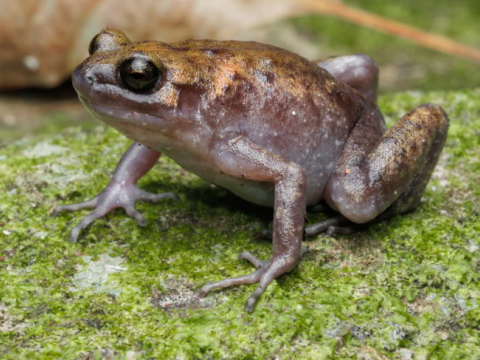 Avstraliyada yeni canlı növləri tapıldı