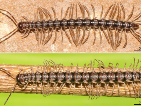 Tayland mağaralarında yeni canlı növü tapılıb