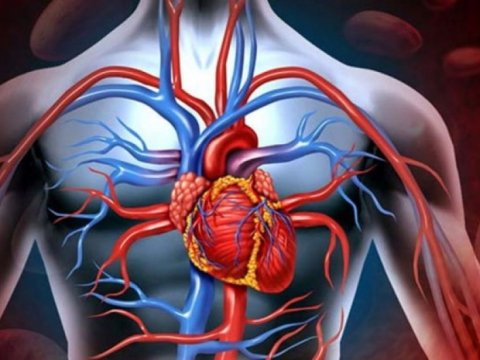 Gənclərdə ürək xəstəlikləri: Alimlər səbəbləri araşdırır
