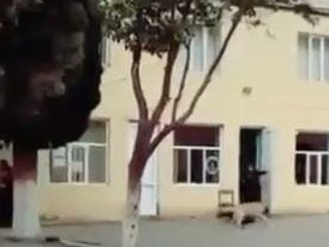 Məktəbin qarşısında it qadına hücum etdi
