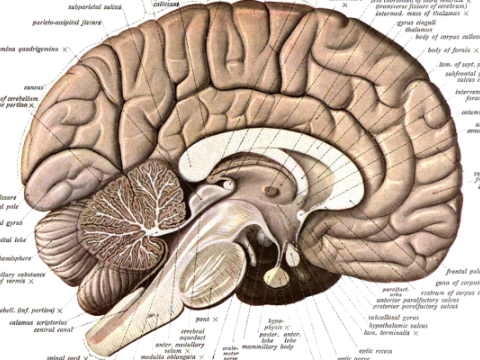  Alimlər beyin atlası tərtib etdilər