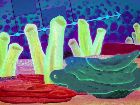 Alimlər Yer üzünün ən qədim canlı izlərinə dair yeni dəlillər AŞKARLAYIB