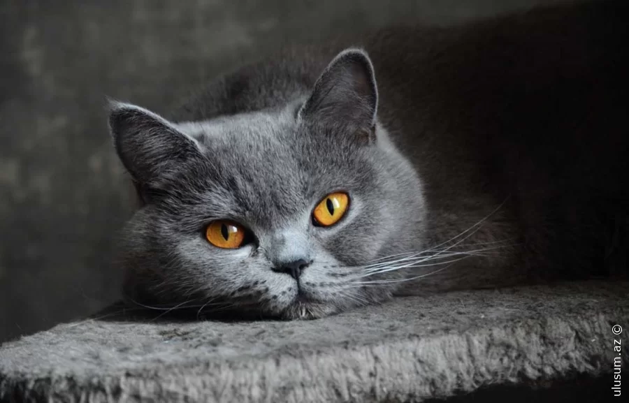 Ev pişiklərinin mənşəyi ilə bağlı yeni elmi kəşf açıqlanıb