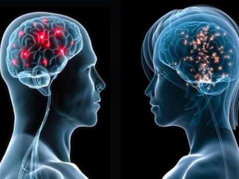 Alimlərdən insan beyni ilə bağlı maraq KƏŞF