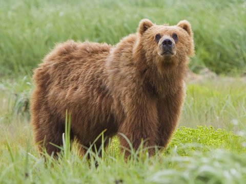 Hindistanda ayı məktəbə daxil olub:Qapını&nbsp;sındıraraq şagirdi aparıb