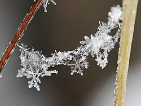 Qar əriyib, külək güclənib - Faktiki HAVA