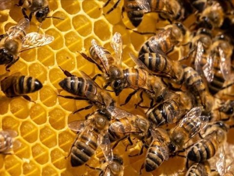 Arıların hərəkəti artıq nəzarətdə olacaq: Alimlərdən ağıllı həll