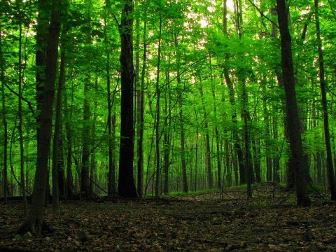 From scientists regarding the restoration of tropical forests important discovery