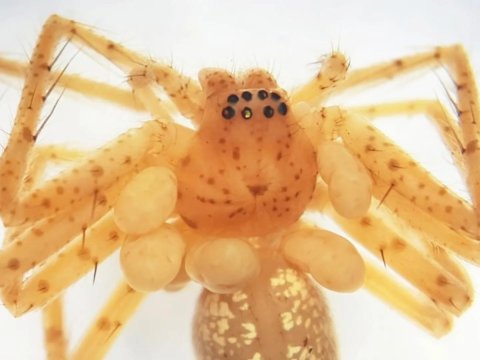 Braziliyada yeni gənə növü tapıldı