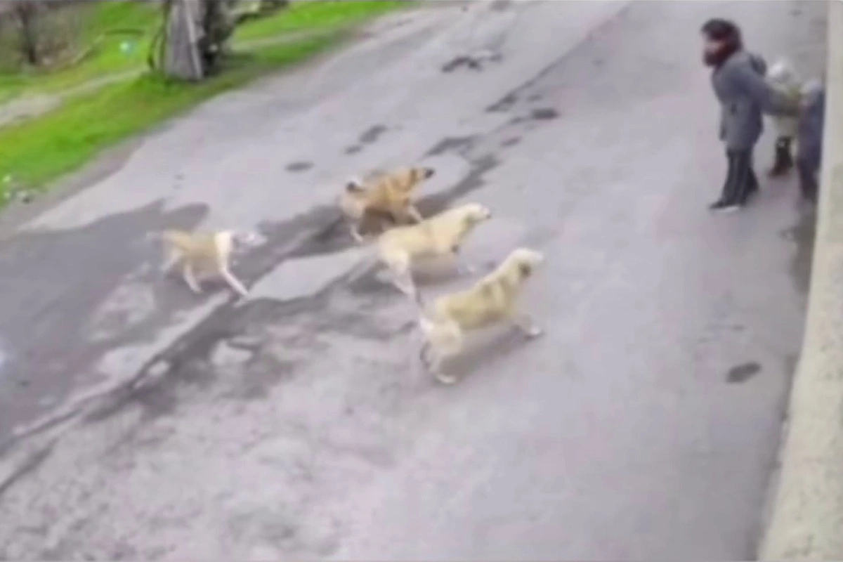 Sahibsiz itlər&nbsp;ana və uşaqlarına hücum etdilər