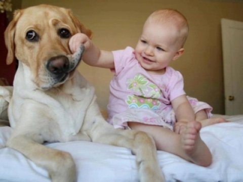 Домашнее животное поддерживает психическое здоровье подростков