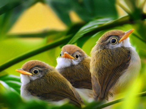 Alimlər: Quş səsi qan təzyiqi və stresi azaldır