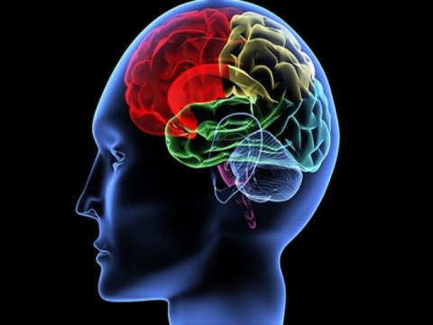 Alimlərdən yeni kəşf: Emosional təcrübə yaddaşı gücləndirir