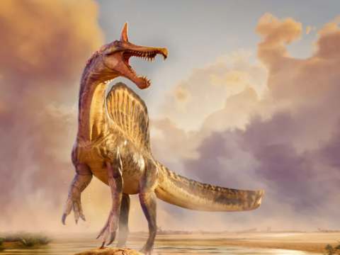 Yeni nəhəng dinozavr növü kəşf edildi