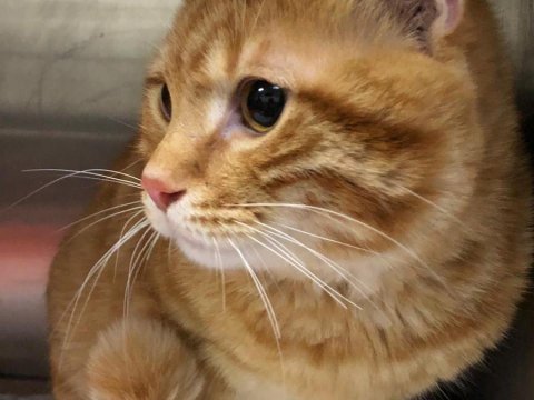 Pişiklərdəki xərçəng insanlarla genetik olaraq oxşardır