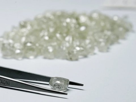 Brilyant sevgisi şimpanzelərdən miras qalıb- Araşdırma