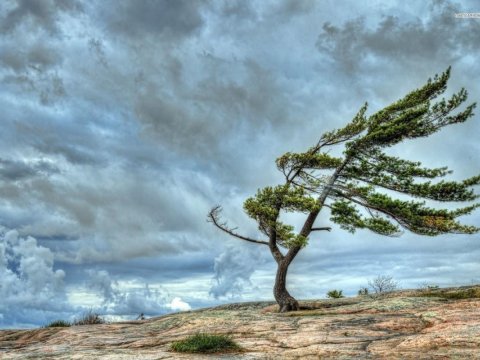 Bəzi rayonlarda külək güclənəcək