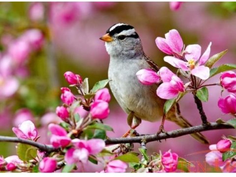 Azərbaycana yaz gəldi