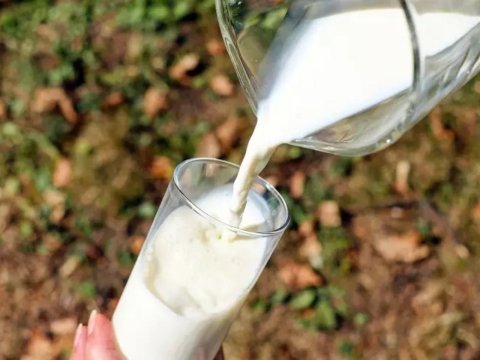 Alimlər uzunömürlülük üçün xüsusi kefir hazırlayır
