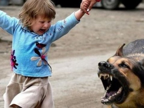 Sahibsiz it 10 yaşlı uşağı dişləyib