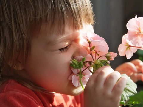 Bahar allergiyası uşaqlarda astma riskini artırır