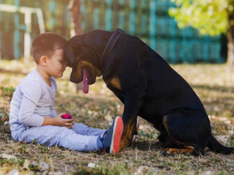 Ev heyvanları uşaqlar üçün nə qədər təhlükəlidir? - həkimdən XƏBƏRDARLIQ