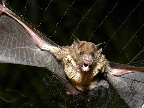 Taylandda yarasalarda yeni koronavirus aşkar edilib