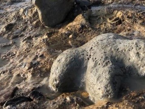 Tailandda yeni nəhəng dinozavr növü aşkarlanıb