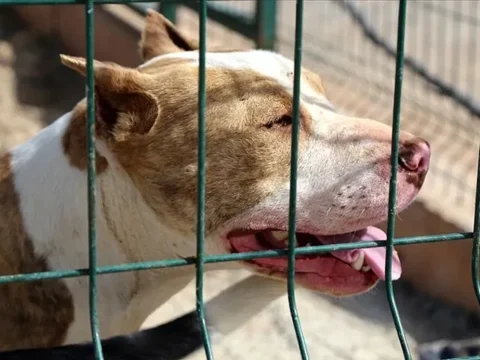 4 yaşlı uşaq pitbull hücumu nəticəsində həyatını itirib