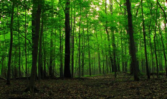 Bilim insanlarından tropik ormanların restorasyonuyla ilgili önemli keşif