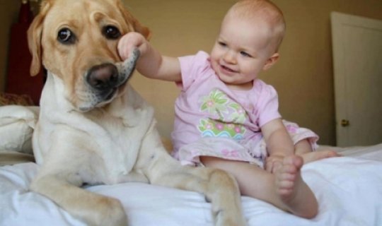 Evcil hayvan ergenlerin ruh sağlığını destekler