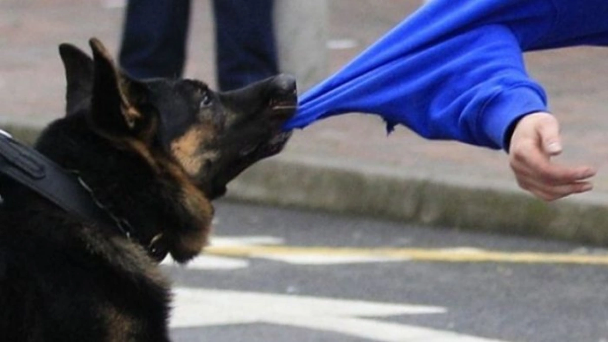 5-year-old child dies as a result of stray dog attack
