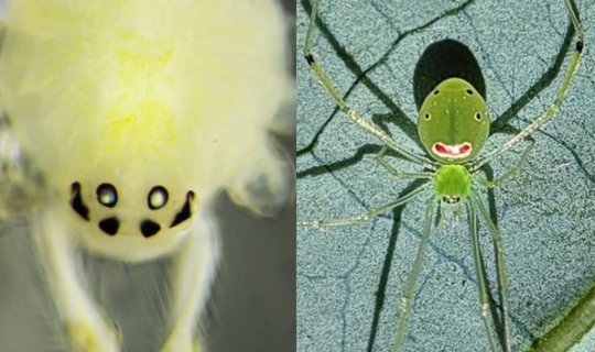 New spider species discovered