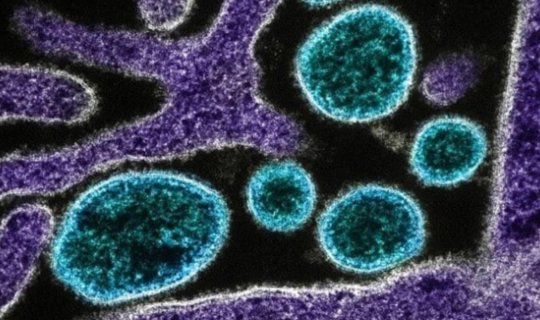 Bilim insanları yapay zeka ile yeni virüsler geliştirdi