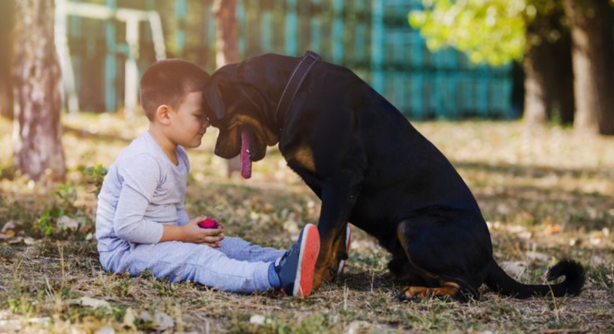 Ev heyvanları uşaqlar üçün nə qədər təhlükəlidir? - həkimdən XƏBƏRDARLIQ