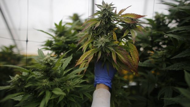 ABŞ məktəblərində marixuanadan istifadəyə icazə verildi