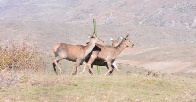 Olimpiada qalibləri Şamaxı Safari Parkında ekskursiyada