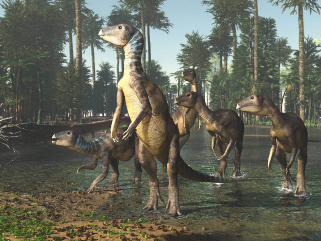 İt ölçülərinə sahib dinozavr növünə aid yeni fosil tapılıb   