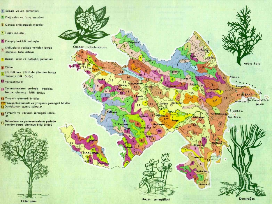 AMEA bu ərazilərdə bitki örtüyünün 30 faiz azaldığını müəyyənləşdirib