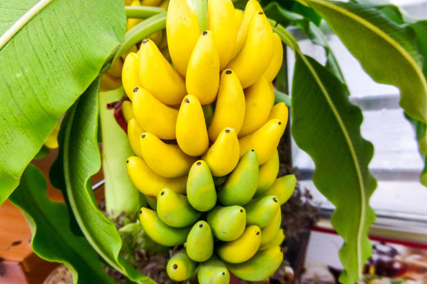 Alimlərimizin yeni işi: Abşeronda banan, manqo, avokado yetişdiriləcək 