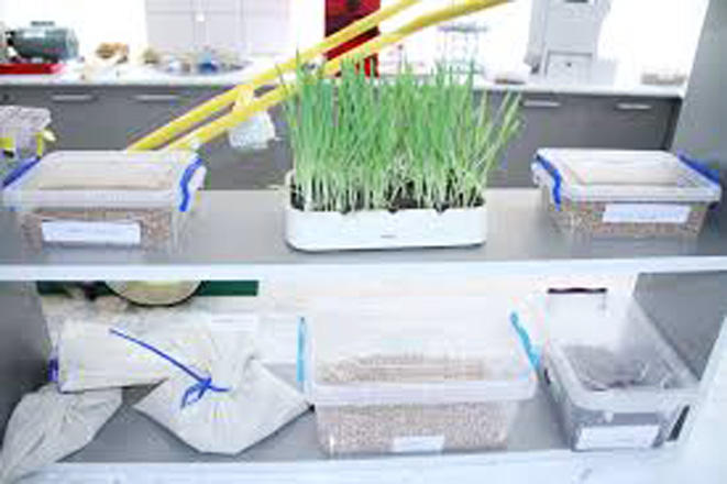 Azərbaycanda müasir toxumçuluq laboratoriyası yaradılacaq