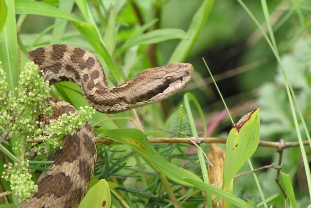 Zoologiya İnstitutu ilanlarla bağlı əhaliyə xəbərdarlıq etdi - Ehtiyatlı olun!