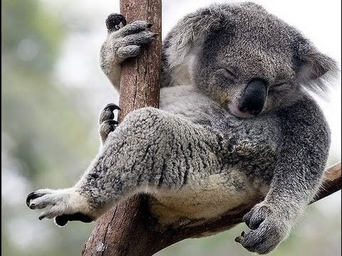 Koalaların nəsli kəsilə bilər - Avstraliyadakı yanğınların yeni fəsadı