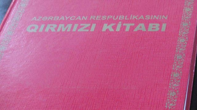 “Qırmızı Kitab”ın III nəşri hazırlanır